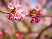 🌸 Arai Joshi Koen – Cherry Blossoms & Sea Views in Manazuru