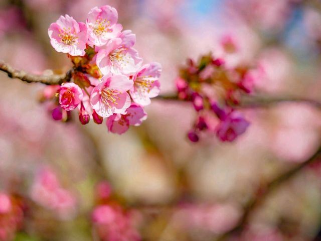 🌸 Arai Joshi Koen – Cherry Blossoms & Sea Views in Manazuru
