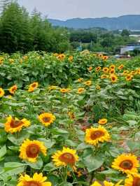 함안 여름꽃 축제의 현장