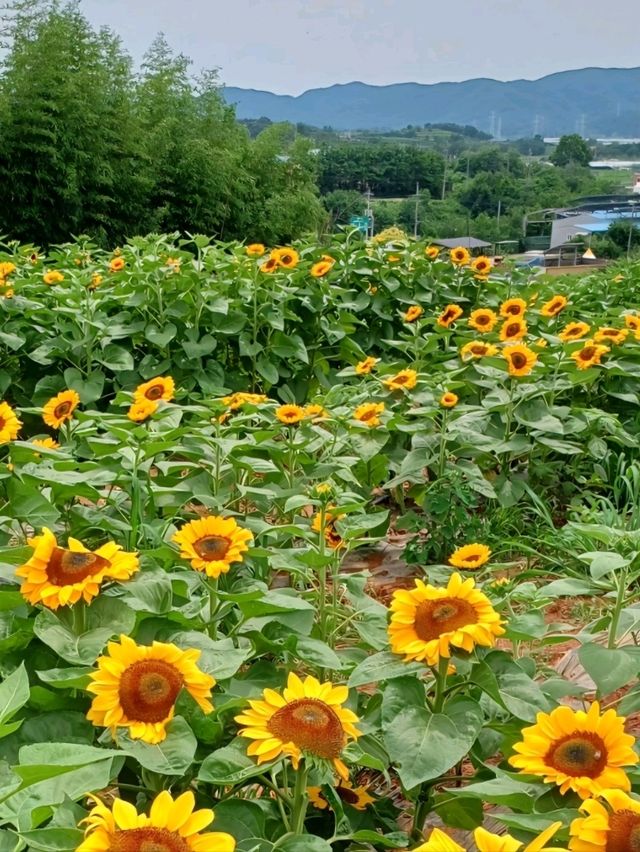 함안 여름꽃 축제의 현장
