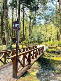 Morning Magic at Alishan Scenic Area