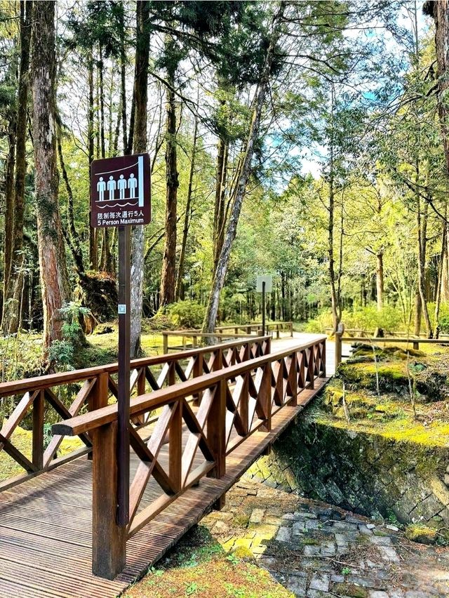 Morning Magic at Alishan Scenic Area