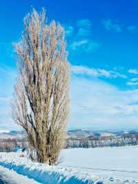 【北海道】Ken & Mary之木：矗立於雪地的白楊樹