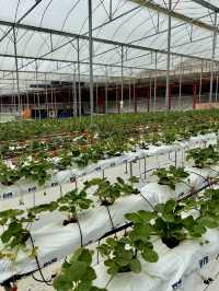 🚜 Uncle Andy Farm – Strawberry & More on the Way to Genting Highlands