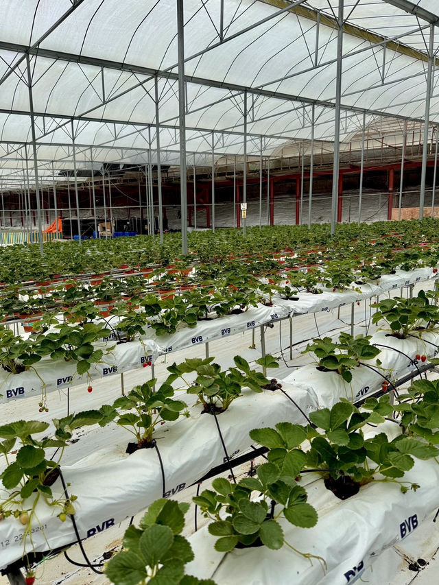 🚜 Uncle Andy Farm – Strawberry & More on the Way to Genting Highlands