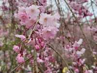 四季皆美的京都府立植物園