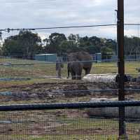 Werribee Open Range Zoo – Melbourne