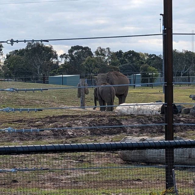 Werribee Open Range Zoo – Melbourne