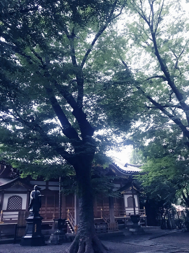 【大人な井の頭公園　東京　吉祥寺　三鷹　井の頭池アラウンドウォーキング】