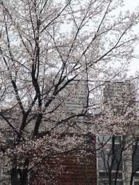 Seoul in April