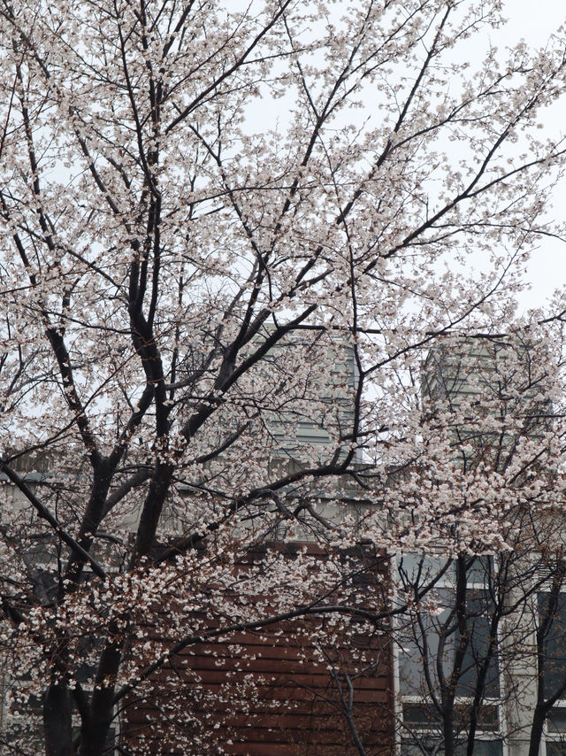 Seoul in April
