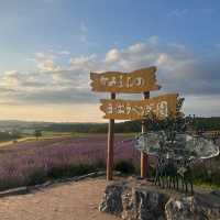 Hinode Lavender Garden: A Solo Traveler’s Purple Paradise in Hokkaido"** 🪻🏔️   