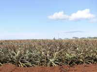 🍍하와이 돌 플랜테이션(Dole Plantation) – 세 번 가서 한 번 본 귀한 파인애플🌿