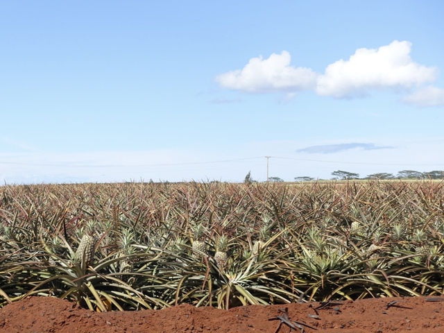 🍍하와이 돌 플랜테이션(Dole Plantation) – 세 번 가서 한 번 본 귀한 파인애플🌿
