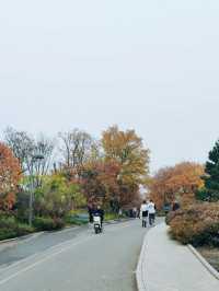 Autumn Splendor in Olympic Forest Park