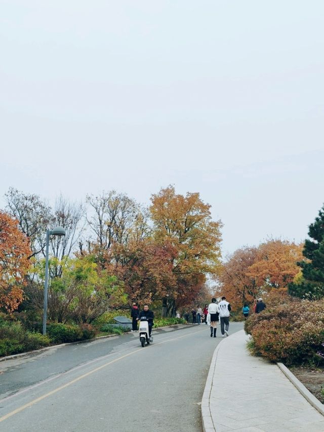 Autumn Splendor in Olympic Forest Park