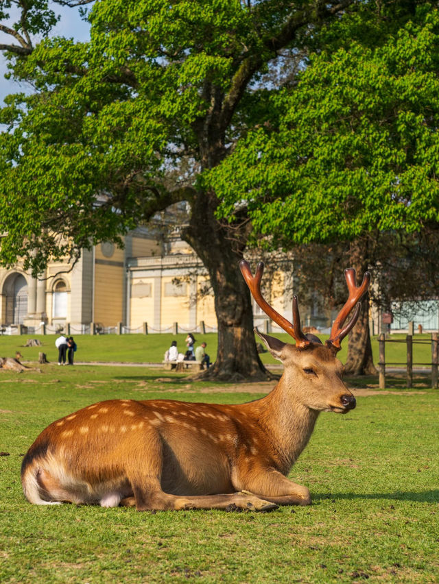 🦌 Deer, Temples & Tranquility: Nara Day Trip Under RM100!