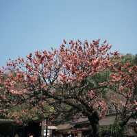 福岡-太宰府天滿宮