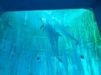 名古屋港水族館