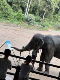 maetaeng elephant park