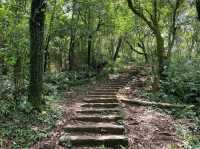 Hike Through Misty Forests