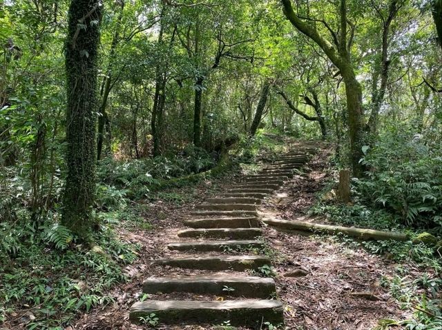 Hike Through Misty Forests