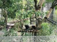 A Day with Pandas: Visiting the Chengdu Research Base of Giant Panda Breeding