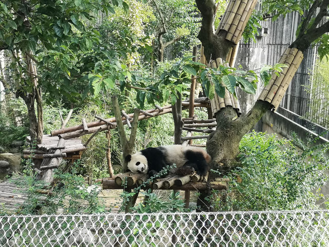 A Day with Pandas: Visiting the Chengdu Research Base of Giant Panda Breeding