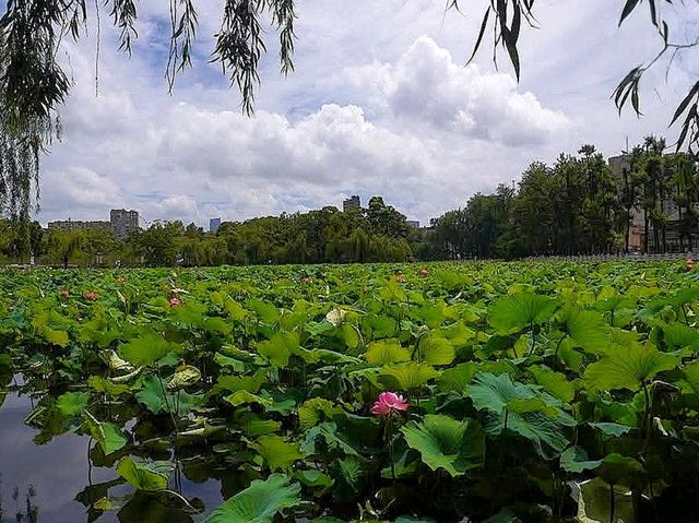 Emerald Mirror of Serenity