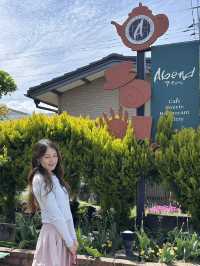 🇯🇵🗻富士吉田市的可愛cafe 🍰🎀