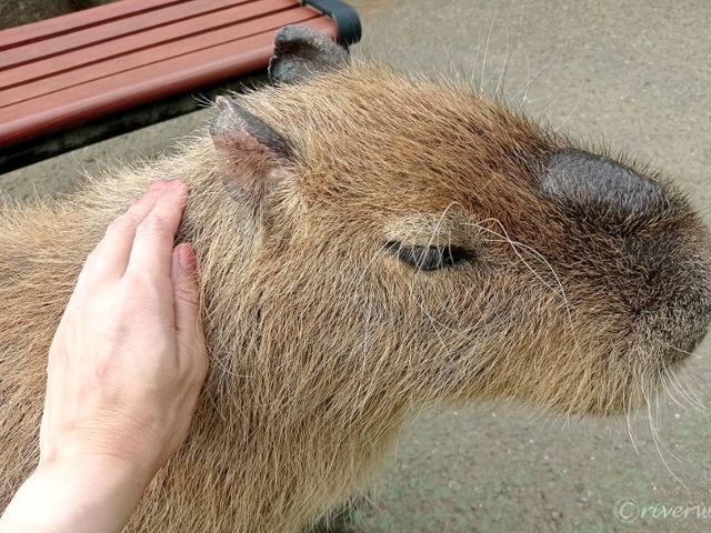 【静岡】距離感0の動物とふれあえる!「伊豆シャボテン動物公園」 【静岡】距離感0の動物とふれあえる!「伊豆シャボテン動物公園」