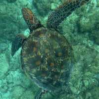 菲律賓宿霧 墨寶沙丁魚浮潛