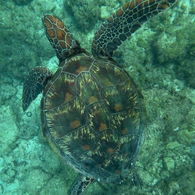 菲律賓宿霧 墨寶沙丁魚浮潛