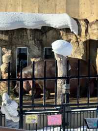 【旭川動物園｜北海道的雪國奇趣樂園】