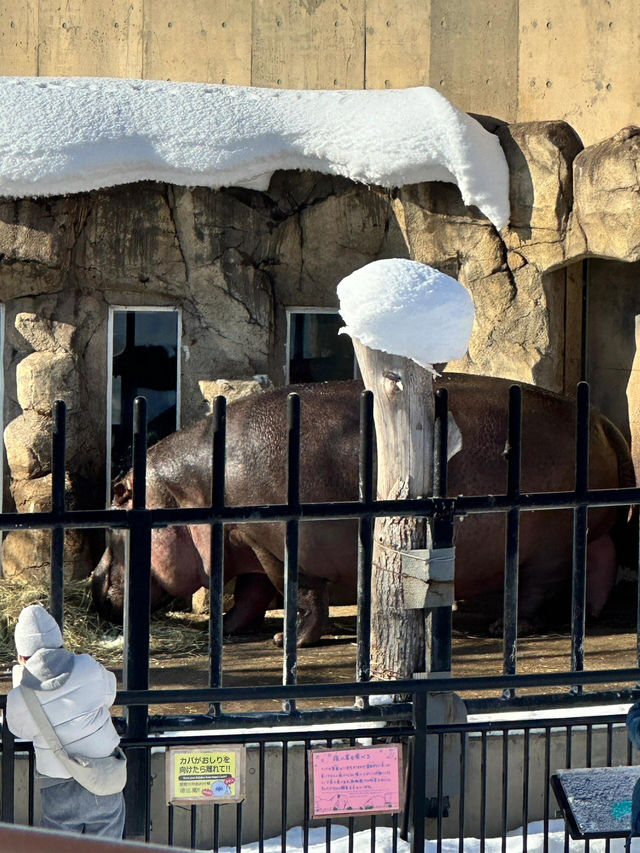 【旭川動物園｜北海道的雪國奇趣樂園】