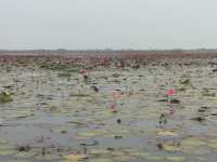 🌸 Travel Blog: Red Lotus Sea (Talay Bua Daeng), Udon Thani 🌸