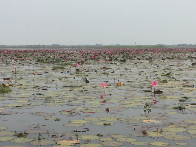 🌸 Travel Blog: Red Lotus Sea (Talay Bua Daeng), Udon Thani 🌸