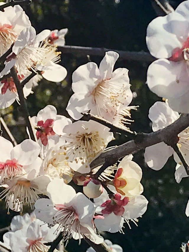 🌸雪解け間近の北鎌倉で、東慶寺の春を呼ぶ梅巡り ＆ まろやか甘酒でほっこり