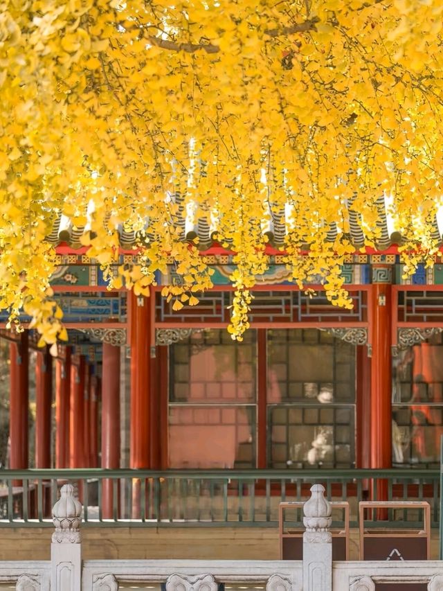 Zhongshan Park in Autumn: A Golden Imperial Oasis Zhongshan Park in Autumn: A Golden Imperial Oasis