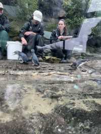 🇦🇺 塔龍加動物園（Taronga Zoo）是悉尼必游的世界級生態動物園