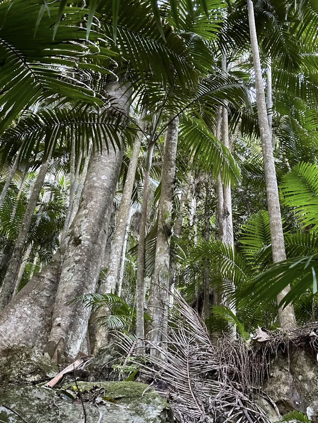 Purling Brook Falls – A Cascading Wonder of Springbrook National Park