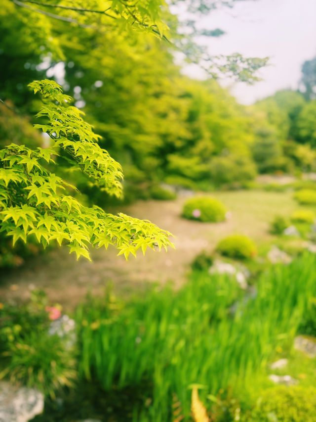 無鄰庵：綠意盎然的靜謐之所 🍃⛩️