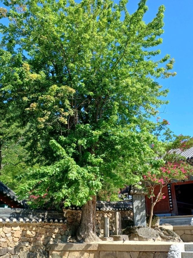 고즈넉한 산사의 평화, 화엄사
