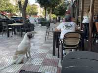 【🇦🇱アルバニア】シュコダルにてサイクリング🚲