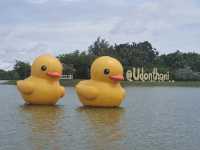 เป็ดเหลืองที่หนองประจักษ์
