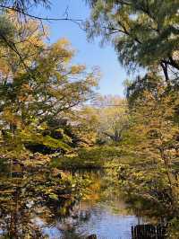 마루야마 공원의 아침