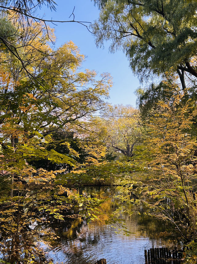 마루야마 공원의 아침 마루야마 공원의 아침