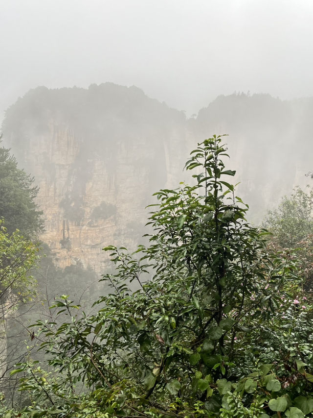 🌲 Zhangjiajie National Forest Park — The Ultimate 2-Day Guide for First-Timers 🌄