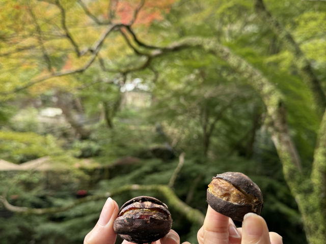 🌸大阪3日間の小旅行🌸