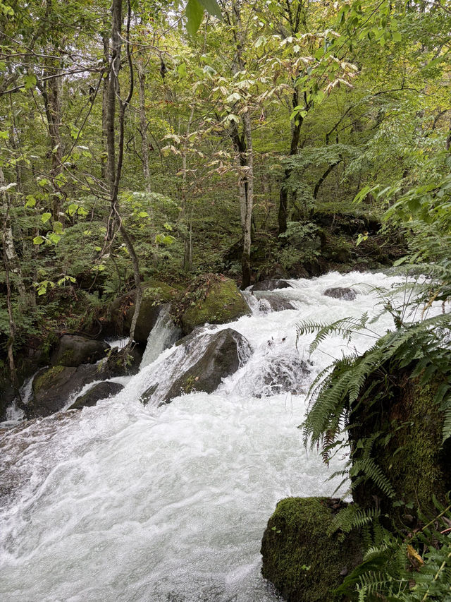 日本青森奧入瀨溪流 日本青森奧入瀨溪流